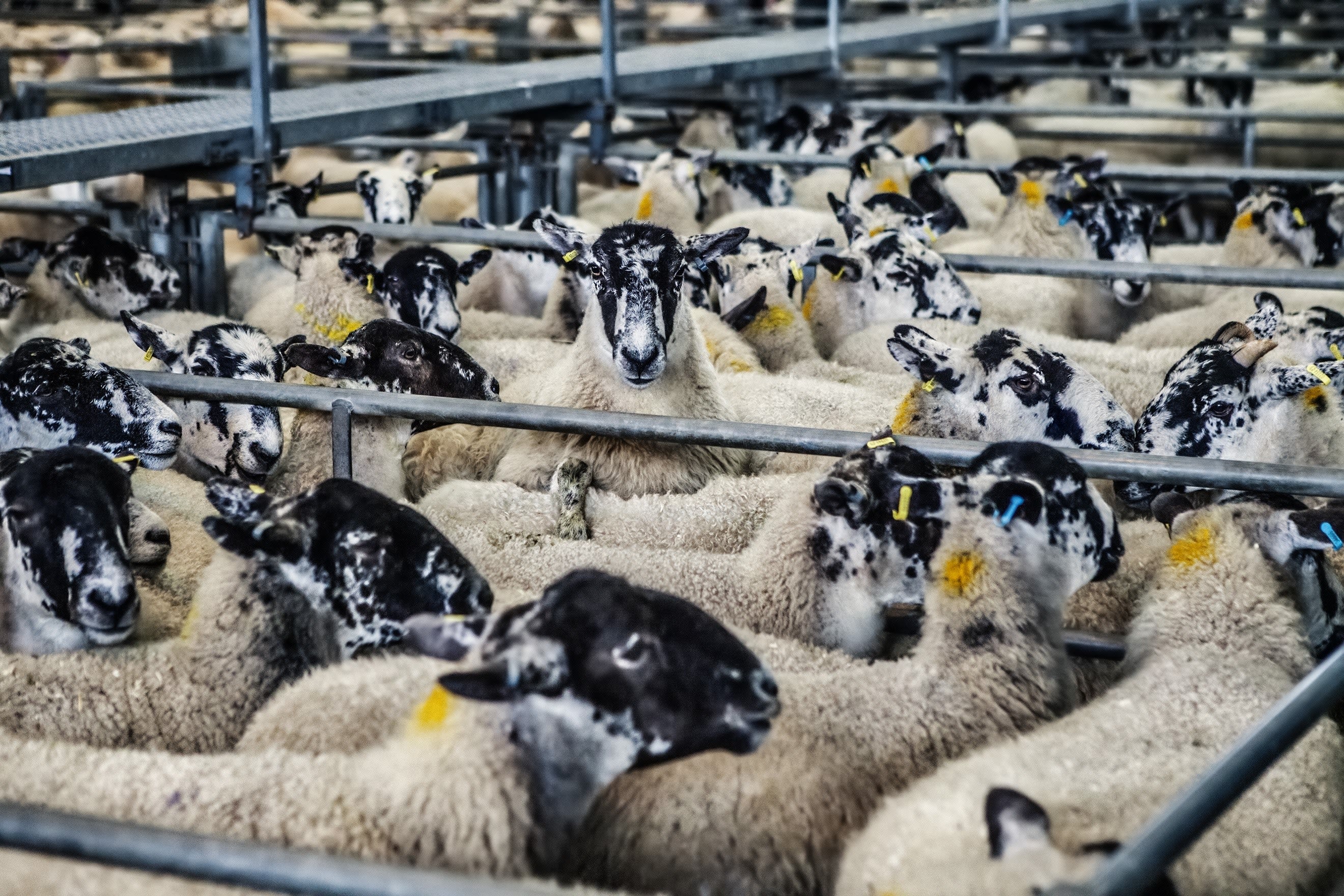 Sheep in a barn