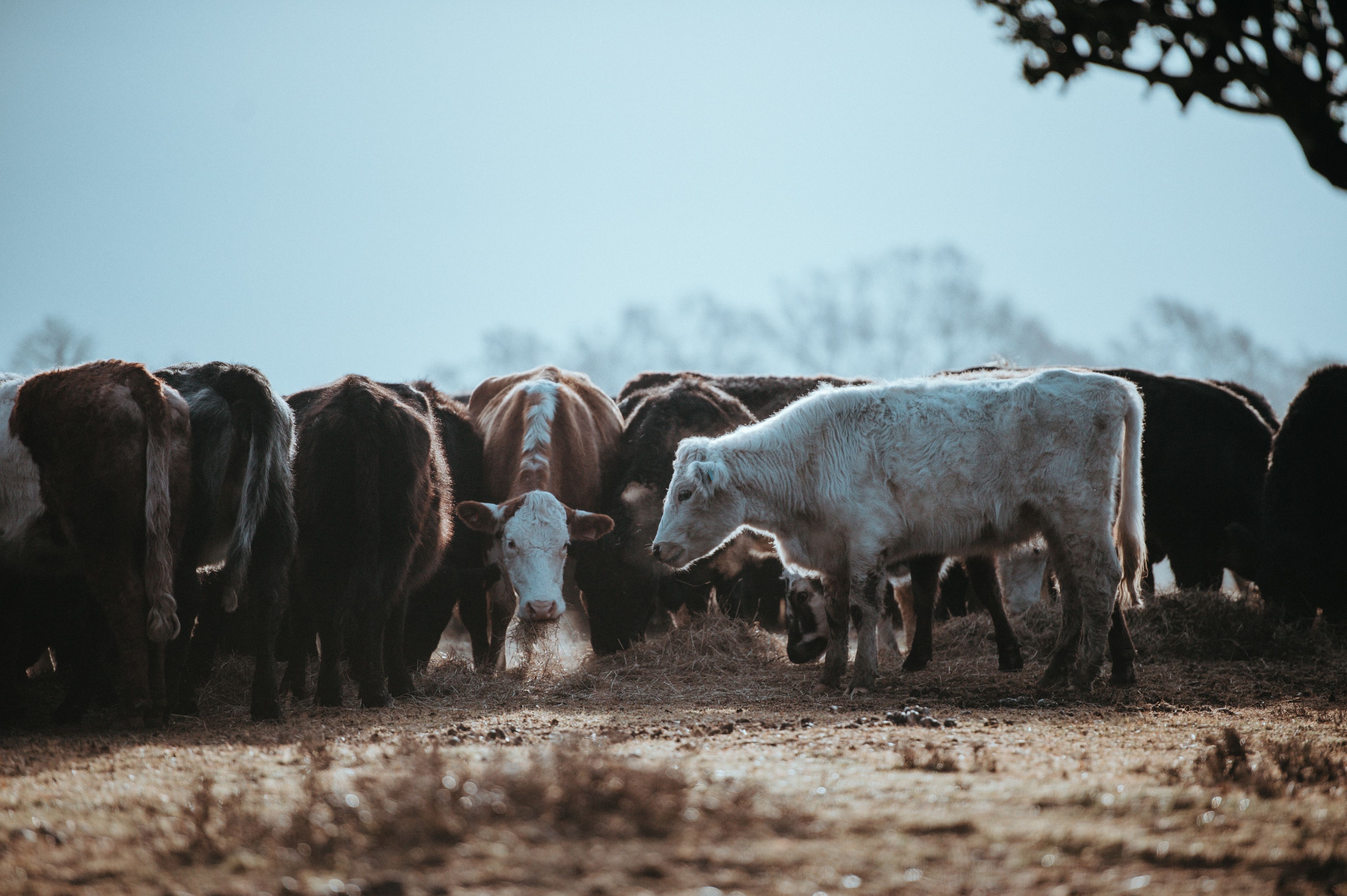 Cows on a ranch